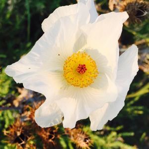 Meet your Posher, Kylie